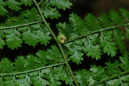 Monachorosum henryi (Dennstaedtiaceae)